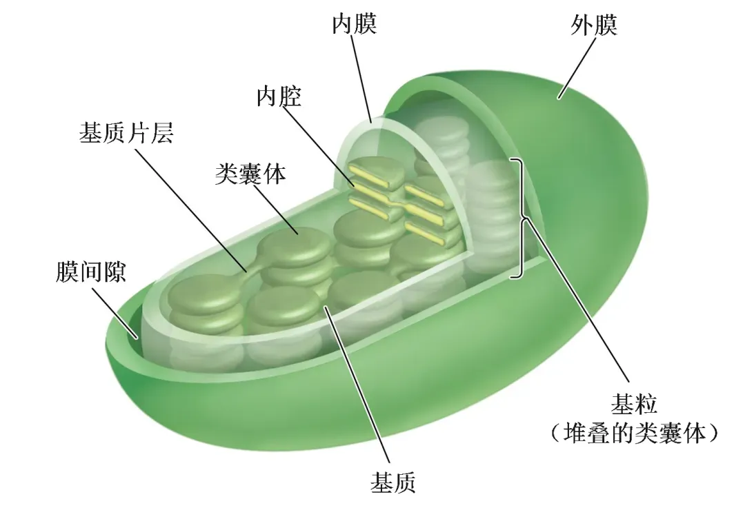 菠菜“返老还童”黑科技?中国团队登Nature,解锁抗衰老新未来! 菠菜“返老还童”黑科技?中国团队登Nature,解锁抗衰老新未来!